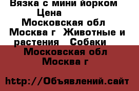 Вязка с мини йорком › Цена ­ 5 000 - Московская обл., Москва г. Животные и растения » Собаки   . Московская обл.,Москва г.